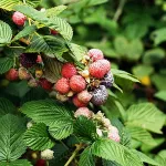 frunze de violete Pale, casa, grădină, grădină de zarzavat