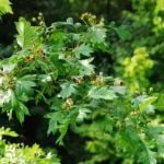 Hawthorn Hawthorn szaporodás szaporodás dugványok