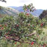 Hawthorn Hawthorn szaporodás szaporodás dugványok