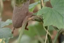 Lupta împotriva acarienilor pe castraveți în sere și măsuri de boala de tomate Foto