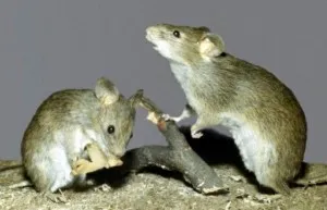 Platouri de la șoareci și șobolani - pentru a supraviețui în situații extreme și sălbatice