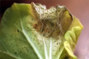 Boala Pelargonium și cum să lupte împotriva lor