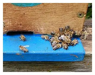 Küzdelem szóló dolgozó méh - agrodelo