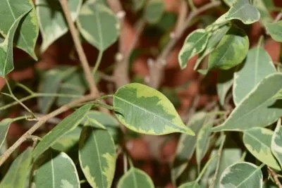 Ficus benjamina betegség okok és a kezelés