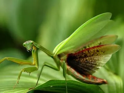 Mantis musca sau nu