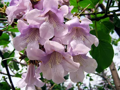 frunze de violete Pale, casa, grădină, grădină de zarzavat