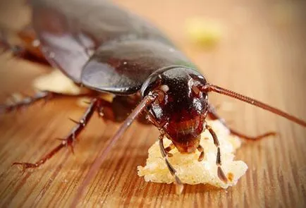gândacii de acid boric - rețete otravă
