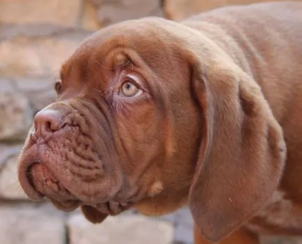 Dogue de Bordeaux fotó, videó, fajta leírás, természet, gondoskodás