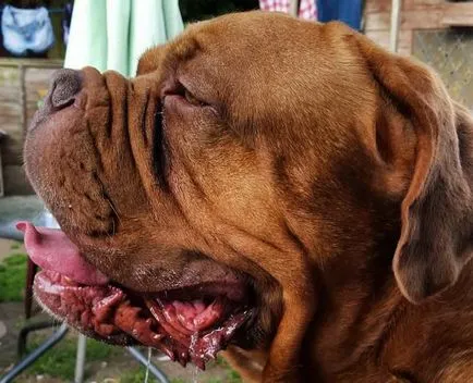 Dogue de Bordeaux fotó, videó, fajta leírás, természet, gondoskodás