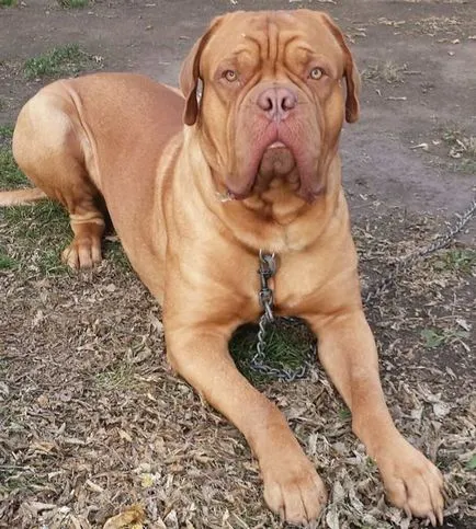 Dogue de Bordeaux fotografie, video, descriere rasa, natura, îngrijirea