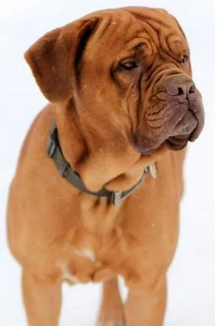 Dogue de Bordeaux fotografie, video, descriere rasa, natura, îngrijirea