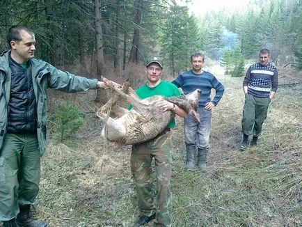 Kóbor kutyák megharapott két tucat szarvas és emelt hibernálásból medvék