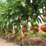 Tomatele hrană într-o seră, la 2 săptămâni după plantare