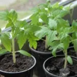 Tomatele hrană într-o seră, la 2 săptămâni după plantare