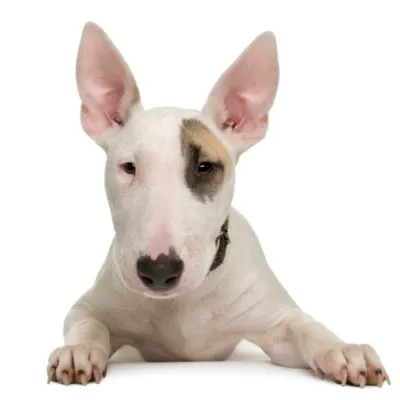 Cât de periculos Bull Terrier și caracterul său