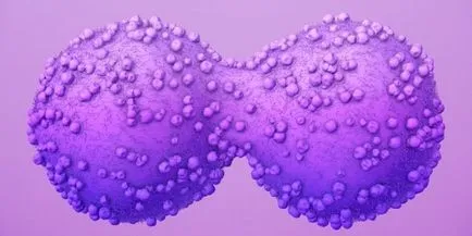A takarmány rákos sejtek, a tudomány