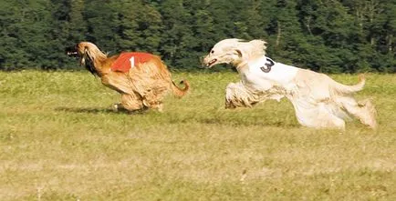 Campionatul European curgând - zooinform orașului