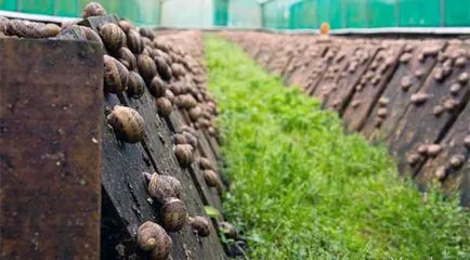 Cât de util mucină melc, cosmetice coreene