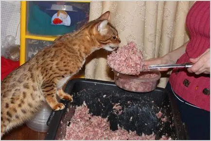 Какво да се хранят по-Бенгалия котка правилно хранене и диета!