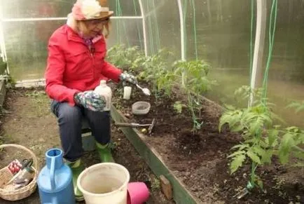 Tomatele hrană într-o seră, la 2 săptămâni după plantare