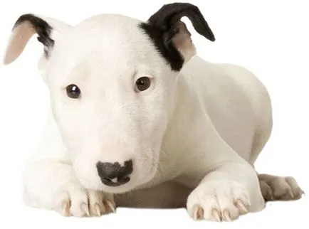 Mennyire veszélyes bull terrier és a karakter