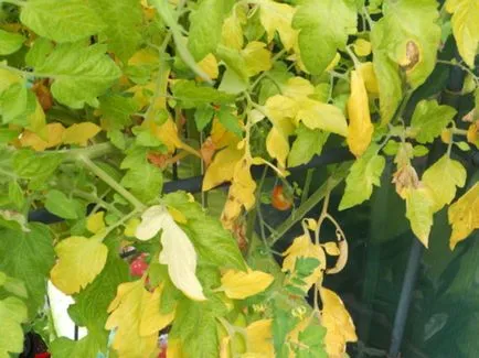 Tomatele hrană într-o seră, la 2 săptămâni după plantare