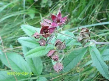 Tea készült mocsári cinquefoil, vad kamra