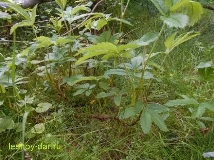 Чай, направен от блатото Cinquefoil, дива килера