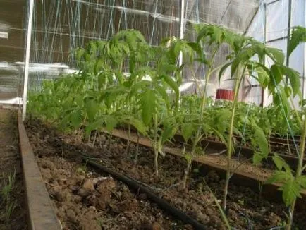 Tomatele hrană într-o seră, la 2 săptămâni după plantare