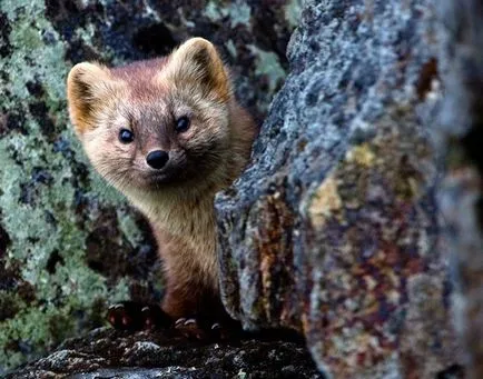 De Sable mănâncă la sălbăticie, toate animalele