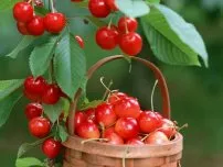 Cherry - dreptul de îngrijire, grădinar (conac)