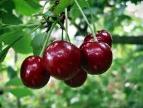 Cherry - a megfelelő ellátást, kertész (tanya)