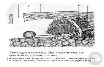 Rüh - - tenyészvonalaknak a kutyák, macskák, halak, madarak és egzotikus állatok