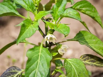 Megfeketedett levelek paprika miért, mit kell tenni