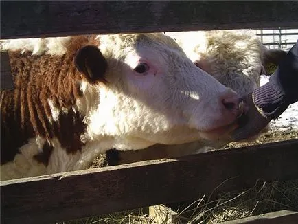 За да се хранят безопасно месо, ние мислим за кравите като объркано животно - човешки мистерии