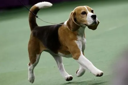 Mit kell tudni, amikor kiválasztják a kölyök beagle kutyák leírást és annak jellemzői