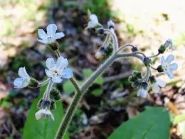 Tsinoglossum (chernokoren) - свойства на растения, култивиране, ден, летовник