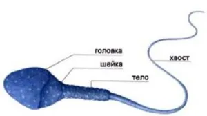 Което се отразява на качеството на спермата, майката на детето