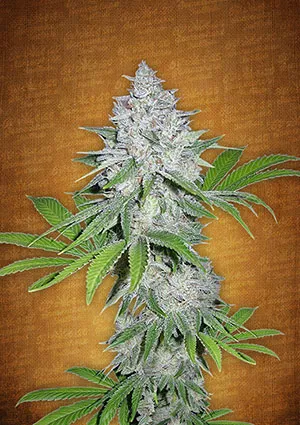 Crystal meth elnőiesedett magvak - fastbuds autoflowering cannabis mag