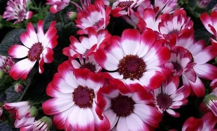 Cineraria (64 poze) specii, plantare, îngrijire