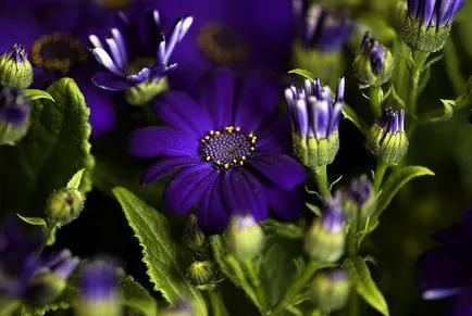 Cineraria (64 poze) specii, plantare, îngrijire