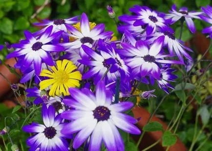 Cineraria (64 poze) specii, plantare, îngrijire