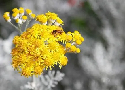 Cineraria (64 poze) specii, plantare, îngrijire