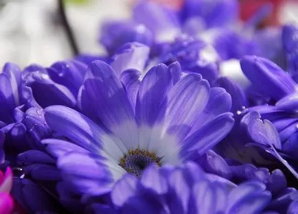 Cineraria (64 poze) specii, plantare, îngrijire