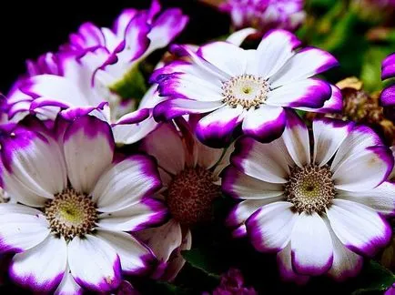 Cineraria (64 poze) specii, plantare, îngrijire