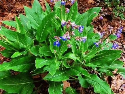 Tsinoglossum (chernokoren) - proprietăți ale plantelor, cultivare, zi, rezident de vară