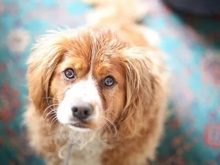Tsistoizosporoz câini diagnosticarea și tratarea bolilor