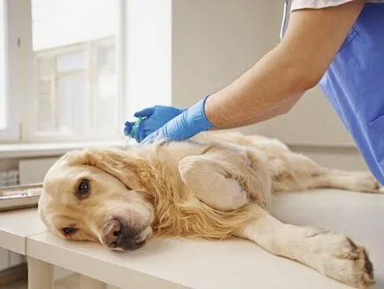 Tsistoizosporoz câini diagnosticarea și tratarea bolilor