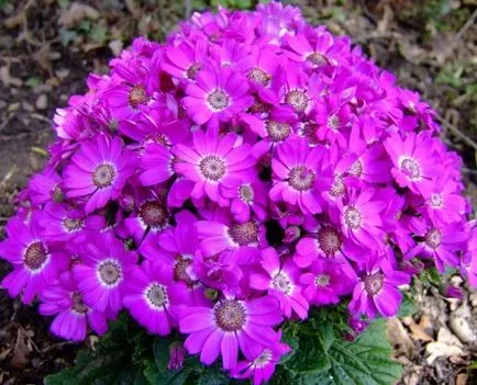 Cineraria (64 poze) specii, plantare, îngrijire