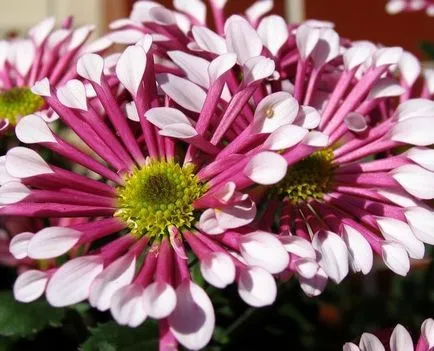 Cineraria (64 poze) specii, plantare, îngrijire